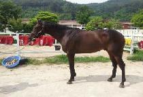 �����۸��ͽ� (CHARLIE GLITTERS) ����