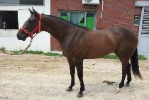 ��Į���� (OCALA BIGBANG) ����