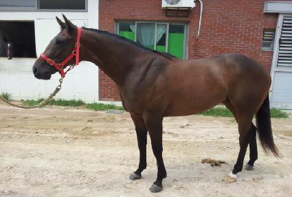 ��Į���� ����