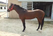 �弼����ũ (BATHSHEBA PARK) ����