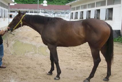 �����ѹ̼� ����