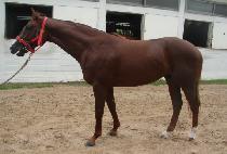 �ͺ��� (TURBULA) ����