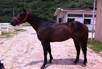 ���ڳ�����Ƽ (OCONALUFTEE) ����