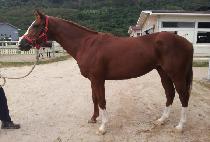 ���������� (SPRING GNARLY) ����