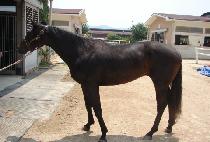 �Ŀ�Ǯ���� (POWERFUL GANGJA) ����