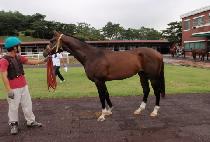 �������� (SUDDEN FORTUNE) ����