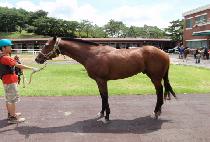 ġ���� (CHICHARO) ����