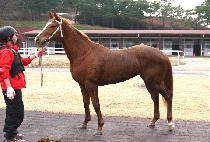 �ƶ���� (ARA AJA) ����