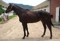 ����ƾ���� (MOUNTAIN BOY) ����