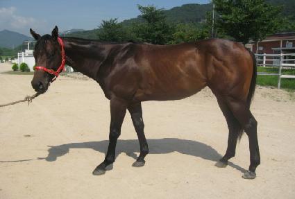 �ƽ�����Ƽ�ν� ����