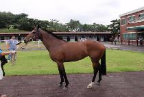 �������� (YANGJU POGU) ����