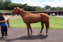 ����Ƽ���� (MIGHTY JOE HUGH) ����