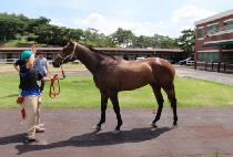 �ε����� (INDIAN BLUE) ����