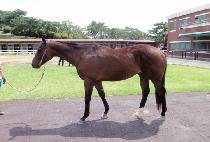 ŷŸ��Ǭ (KING TYPHOON) ����