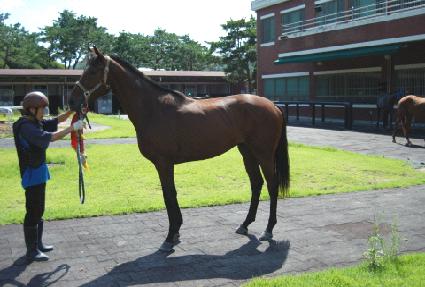 ���̾�轺 ����