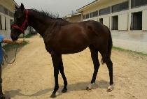 �Ҽȷ��� (SOCIAL LADDER) ����