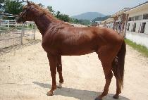 õ��Ư�� (CHEONNYEONTEUKGEUP) ����