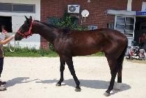 ��� (DAEBAL) ����