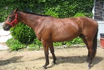 ���ۺ��� (SUPER BROWN) ����