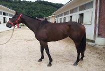 ���׵����Υ� (WINNING DESIGN��) ����