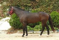 ����ƽ�Ŀ� (GALACTIC POWER) ����