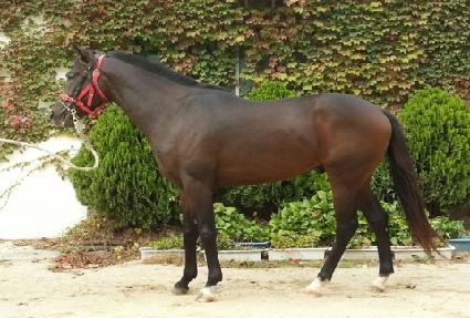 ����ƽ�Ŀ� ����