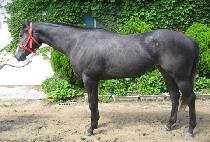 ���ο���� (SAEROUN MULBORA) ����