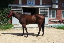 ��ȣ�屺 (DAEHO JANGGUN) ����