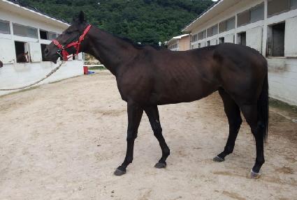 ��ٵ�ĳġ�� ����