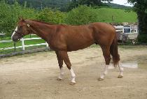 Ȧ��ĸƾ (HOLY CAPTAIN) ����