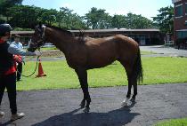 �������̴� (DOUBLE SHINING) ����