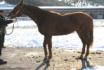 �񽴸� (BHEESHMA) ����