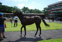 ���ǿ��� (BICHUI WANGJA) ����