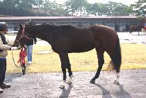 ���ڸ�Ʈ (AZAMOT) ����