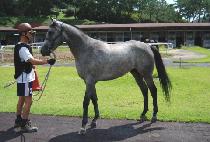 ������ (WILLISA) ����