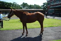 ������Ʈ�� (SEMYEONG CENTRAL) ����