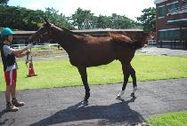 �������� (SAMJEONG BULPAE) ����