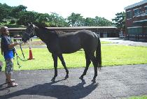 �ֵκ� (SSANGDU BIMA) ����