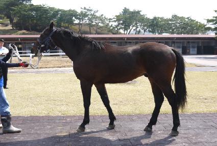 ���̾Ʈ ����