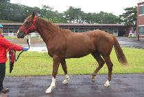 ������� (SUSA BULPAE) ����