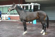 ���Ѱ��� (DAEHAN GANGGUN) ����