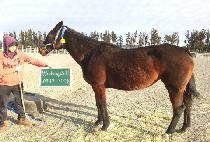 �������� (WARBLING BELL) ����