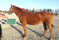 �������������� (BLUSHING PRINCESS) ����