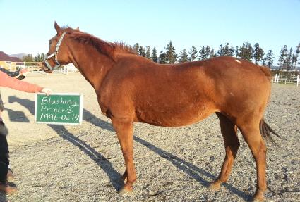 �������������� ����