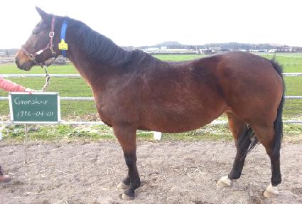 �׷н�ī ����