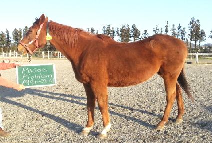 �Ľ���������� ����