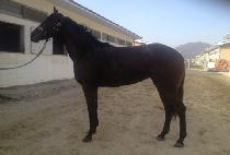 �ѹ������ (HANBAEK HERO) ����