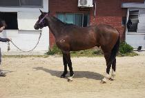 ���Ʈ���� (GOLDEN TRIO) ����