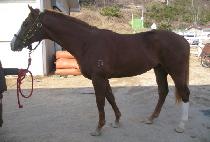 ��Ÿ���� (STAR WARP) ����