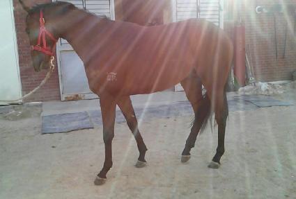 �������Ŀ� ����